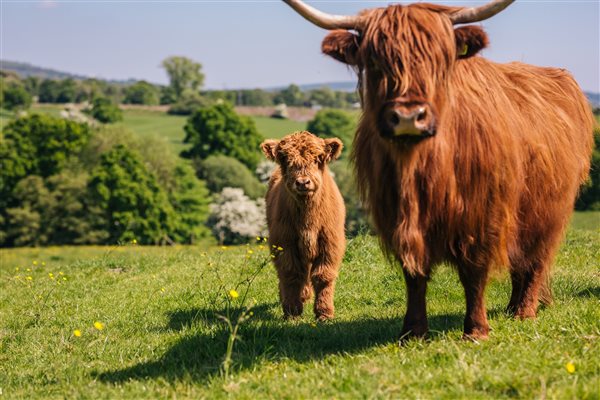 Highland cow and calf